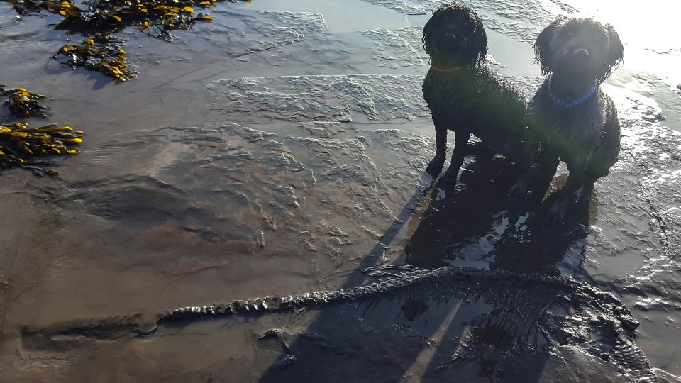  Mr Gopsill's dogs have proved to be expert fossil-hunters