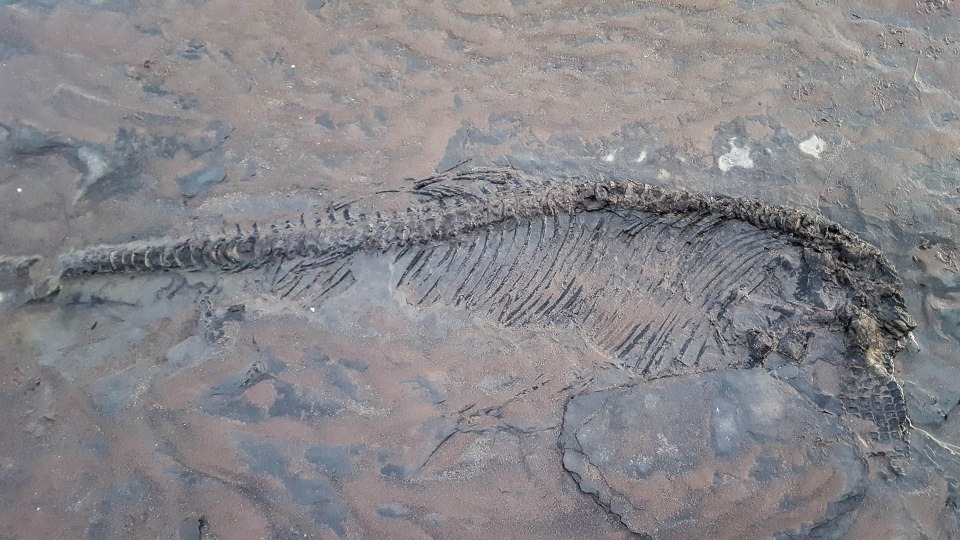  Dino-hunters regularly find fossils along the Somerset coast – though few are as big as this