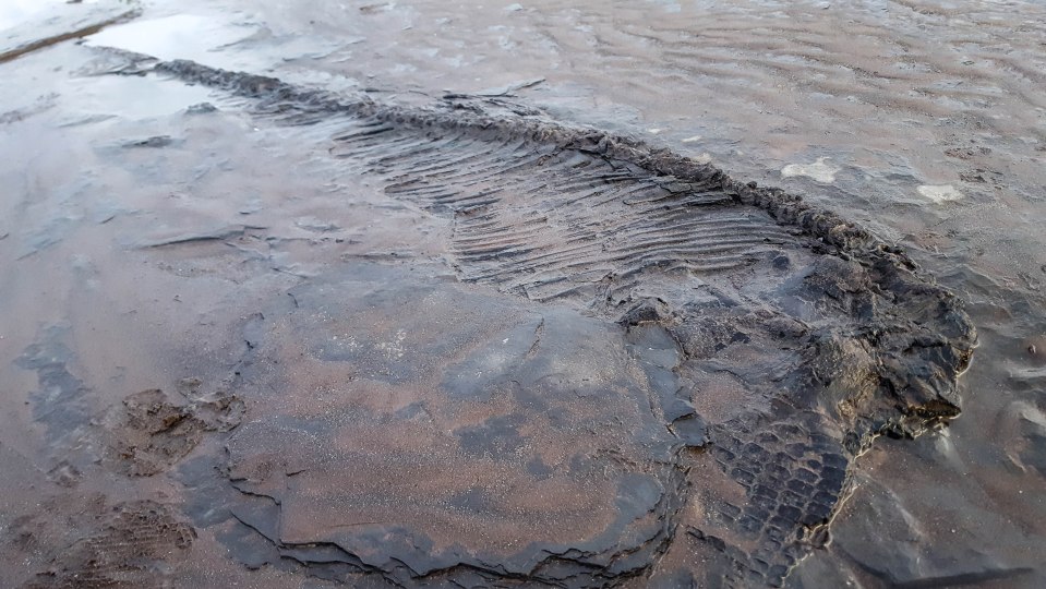  The impressive fossil was found on a beach by complete accident