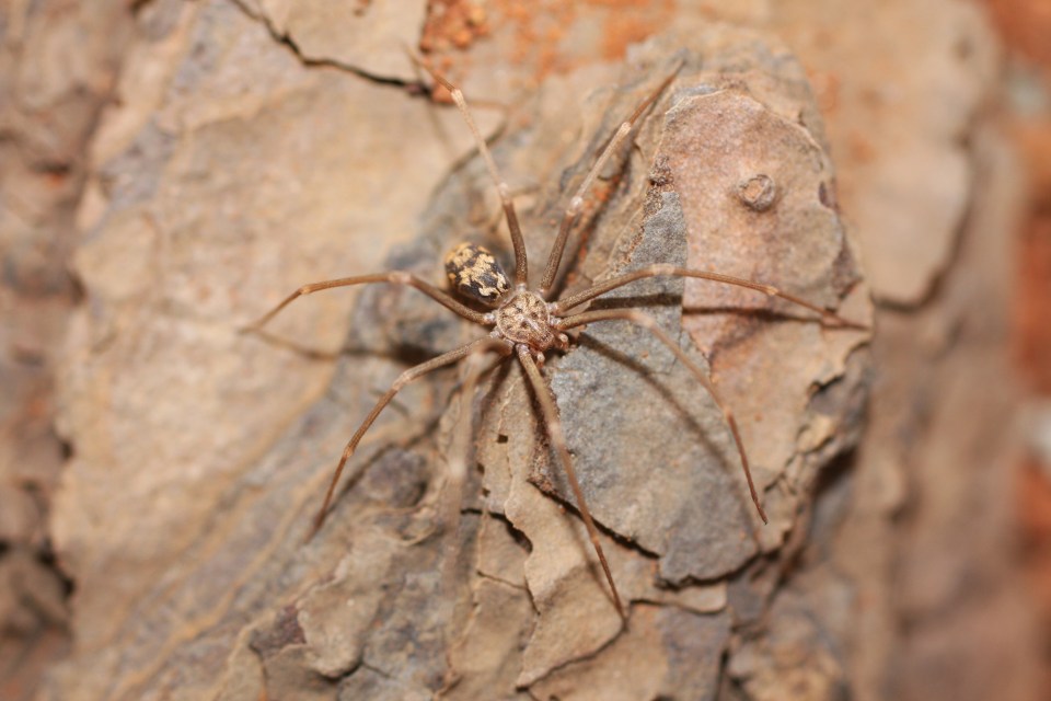  The violin spider doesn't build webs, and are brown or grey. They have a venom which can damage tissue