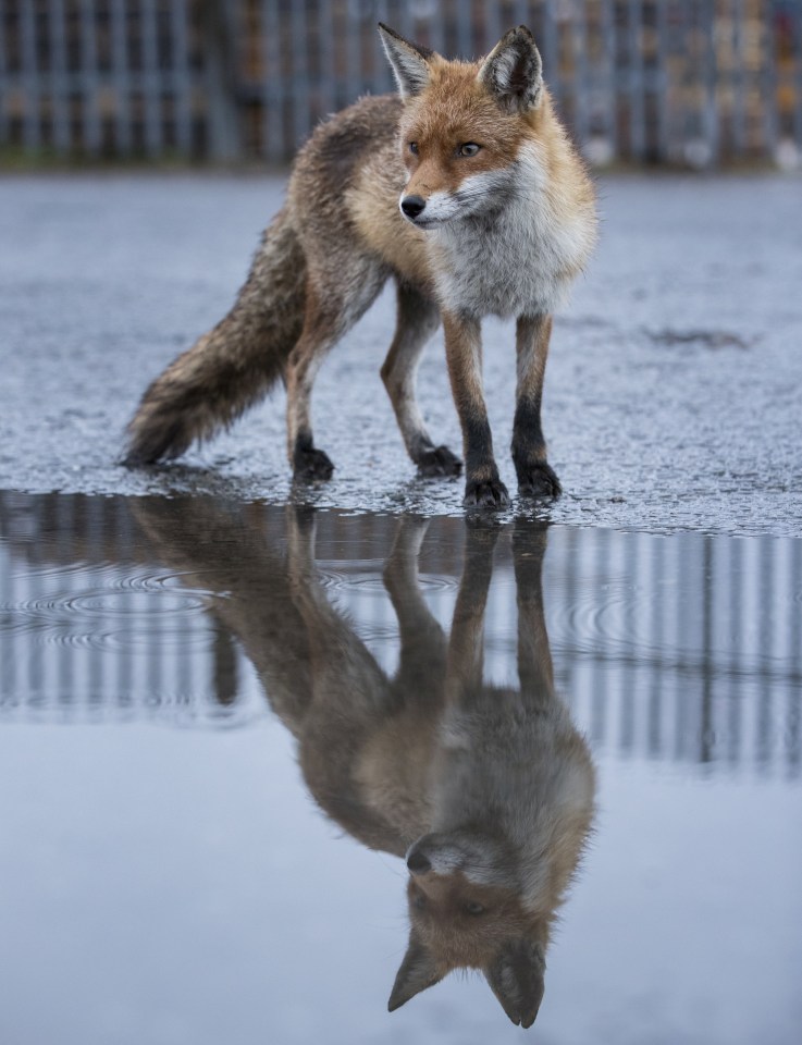  The lawyer said he 'didn't enjoy killing' the urban fox (stock image)