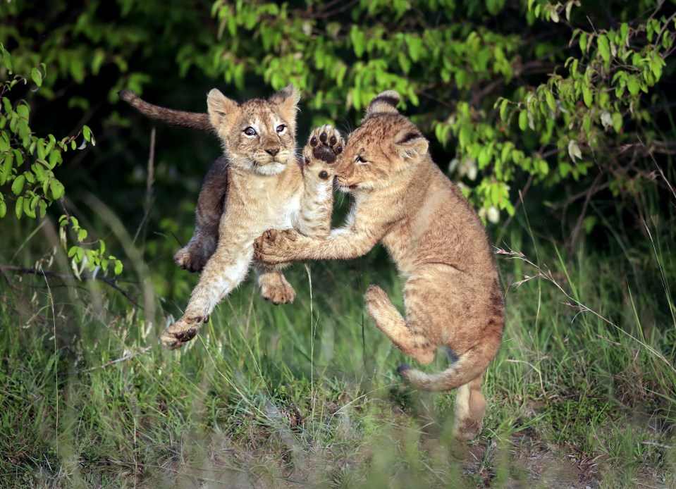 World renowned wildlife photographer Andy Rouse captured these charming images of lion cubs having fun play-fighting