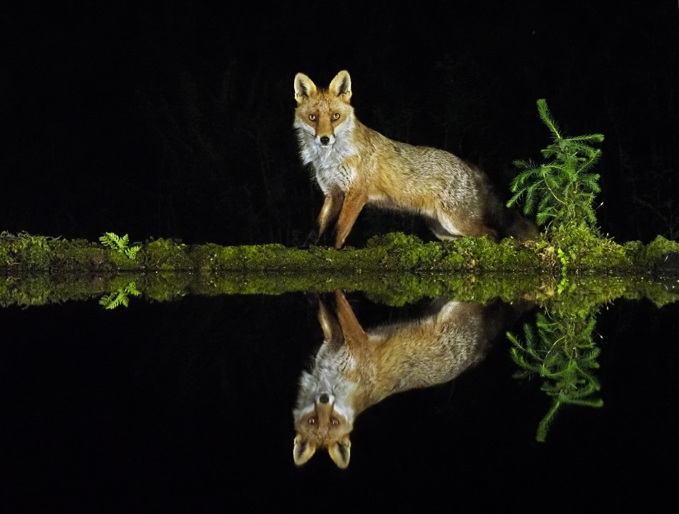 Andy Rouse captured these stunning reflection pool shots of wild fox and tawny owl this month