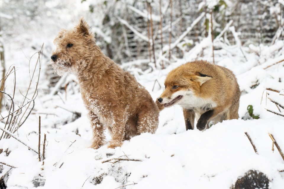 Rosie the fox coming out of her underground earth (den) to meet her friend Maddy the terrier