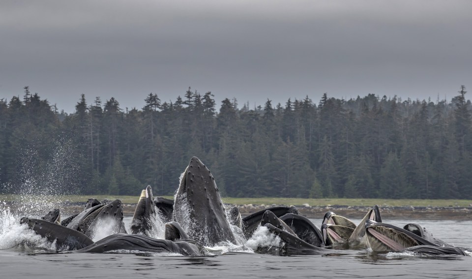 Paul Goldstein shot a large pod of Humpback whales circling a school of fish in Alaska while spending an astonishing continual 14 hours observing them