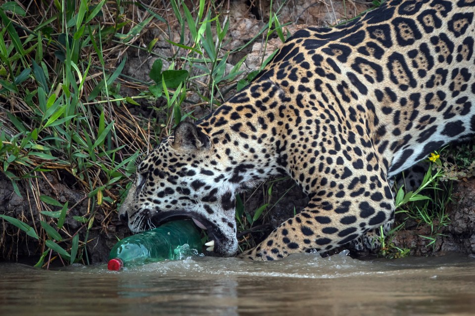 A young jaguar playing with a discarded plastic drinks bottle in the wild in Brazil