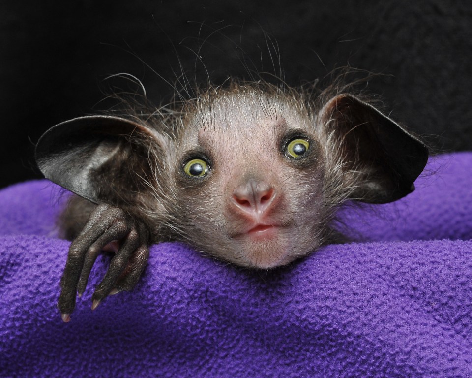 A rare baby aye-aye has been born in North Carolina