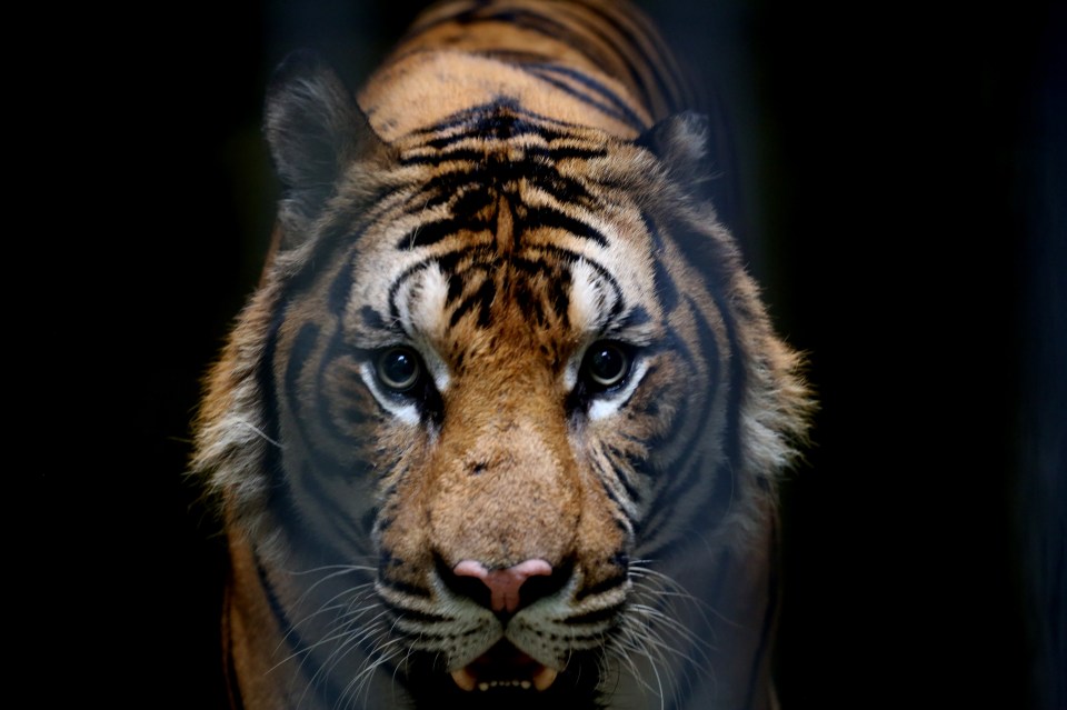 A tiger looks straight down a camera lens at Yangon Zoological Gardens in Myanmar, China