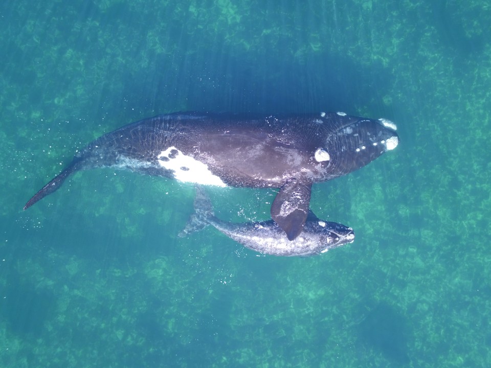 Aerial images taken by drones from the Aarhus Institute of Advanced Studies in Denmark capture whales swimming 