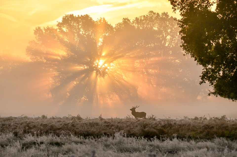 Amanda Cook, 50, took this stunning image of a deer in Bushy Park, London