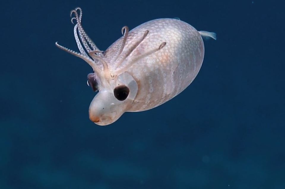 It was close encounters of the cute kind, when a deep sea research vessel came across an adorable Piglet Squid