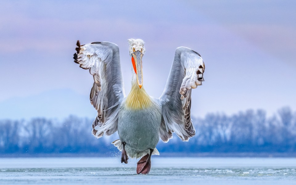 Gold and People's choice winnner... Dalmatian Pelican Pelecanus crispus. Lake Kerkini, in Greece.