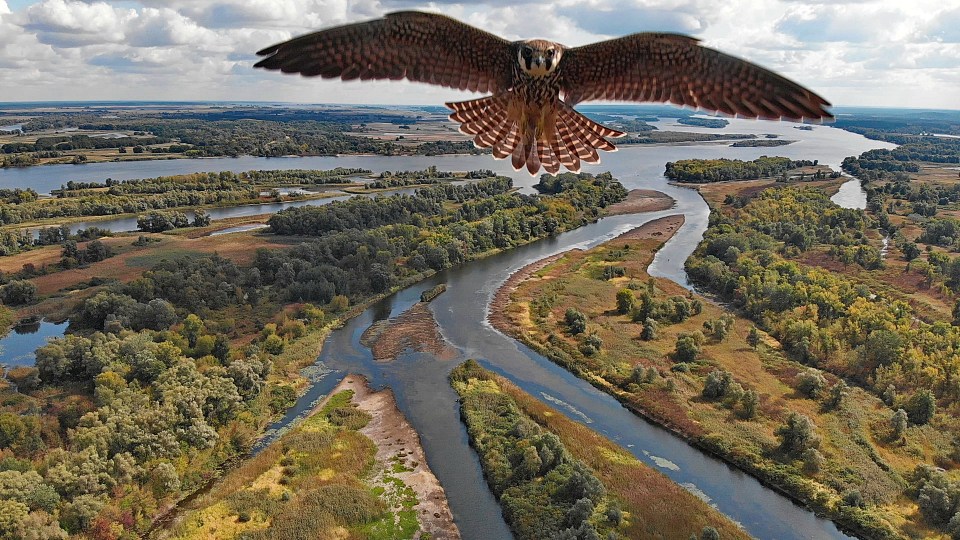 Dr Evgeniy Komarovskiy captured this stunning scenes when a falcon became interested in his drone flying over Ukraine’s Dnieper River in the Cherkasy Oblast region