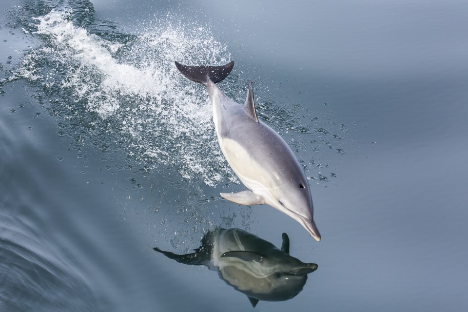 Photographer James West captured this spectacular image of a dolphin in flight off the Cairns of Coll, Scotland