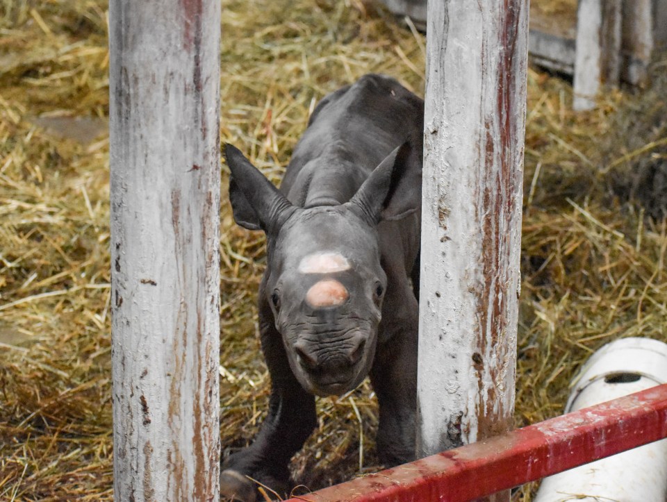 The little calf is bonding well with his mom and played with her hours after he was born