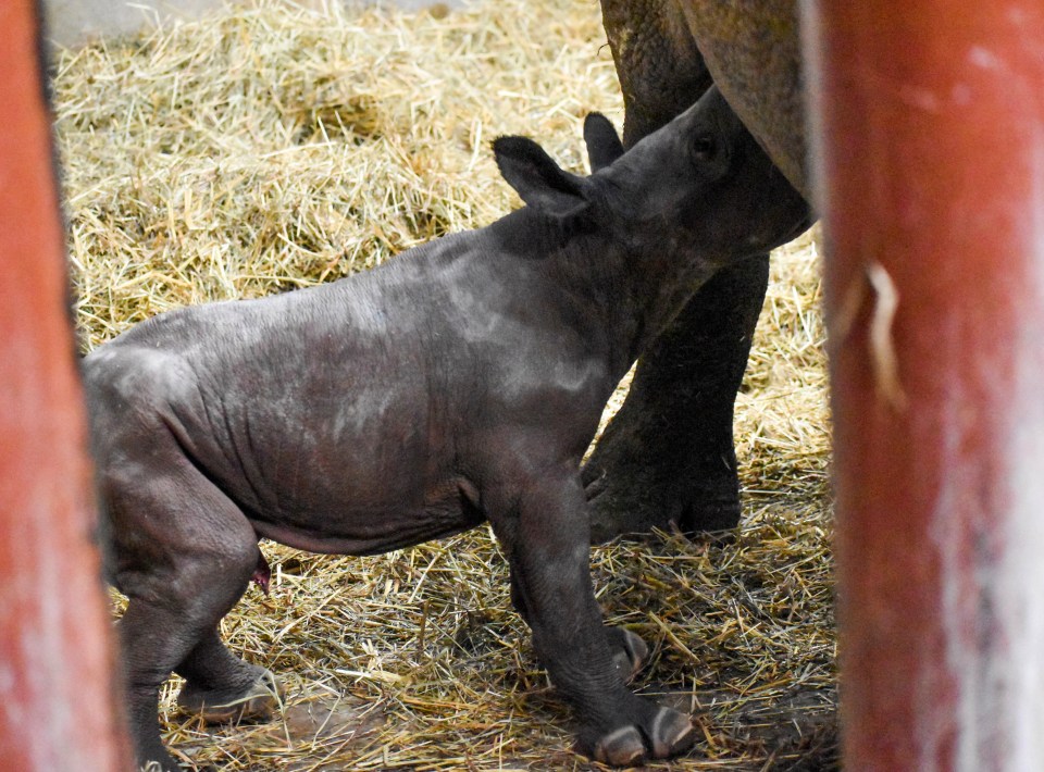 The calf "appears healthy" and his "frequent nursing" is a good sign, according to the zoo's veterinarian