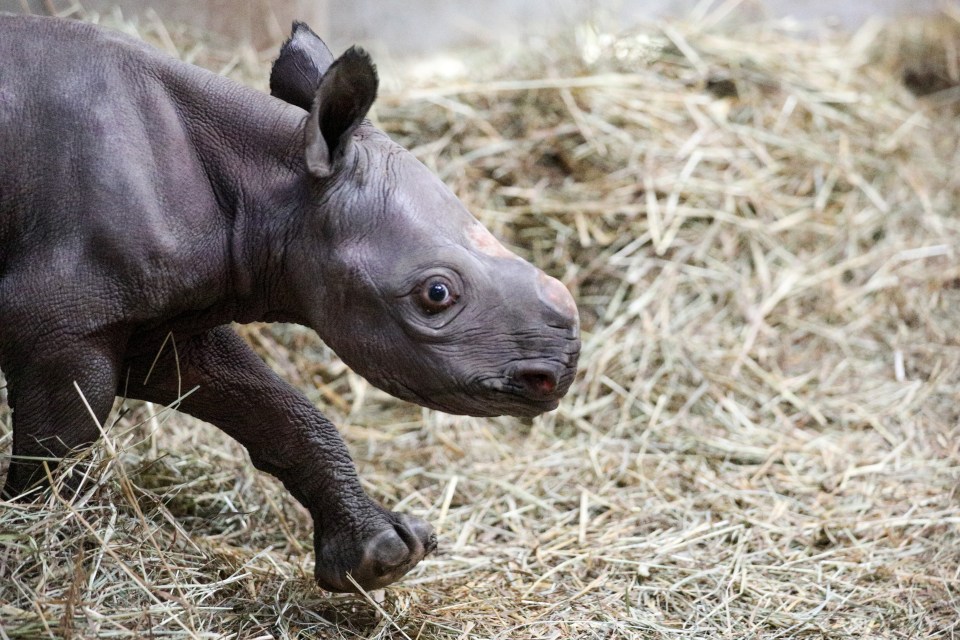 There are only about 5,000 black rhinos left in the wild and just 50 in captivity, according to the zoo