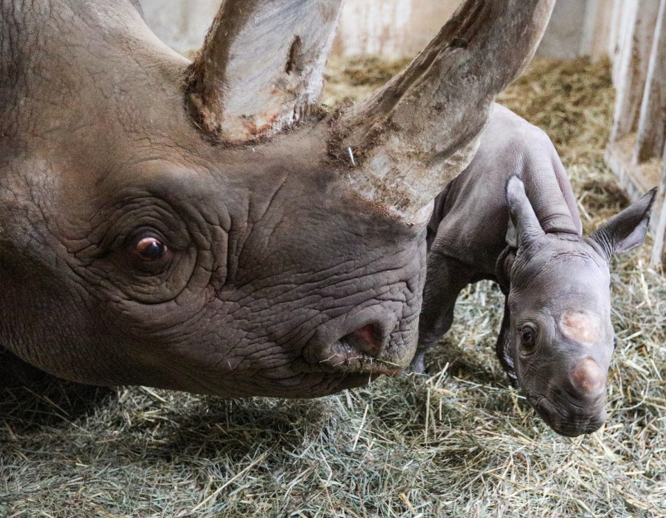 Doppsee the black rhino gave birth to a male calf at Potter Park Zoo last Tuesday in Michigan