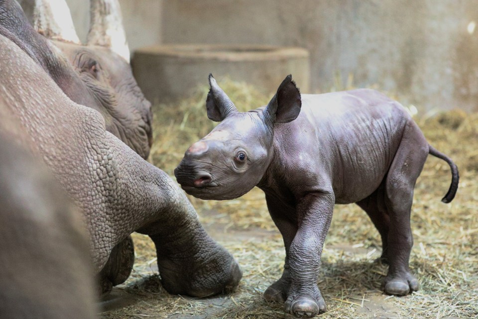 The baby animal is the first black rhino calf to be born at the zoo in its 100-year history