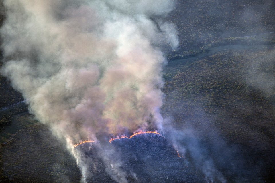  Illegal deforestation is a big problem in Brazil and poses a threat to the Amazon rainforest