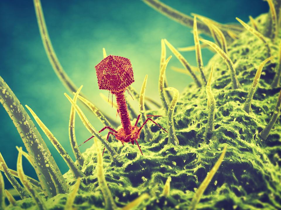 Bacteriophage viruses , Infectious disease , Phage therapy