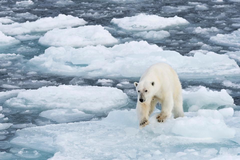  Polar bears skins can fetch up to £250,000