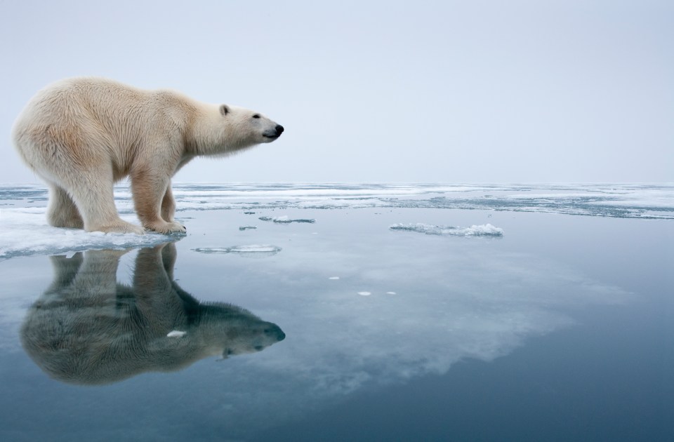  Climate change and melting ice leaves the polar bears with less ground to hunt on