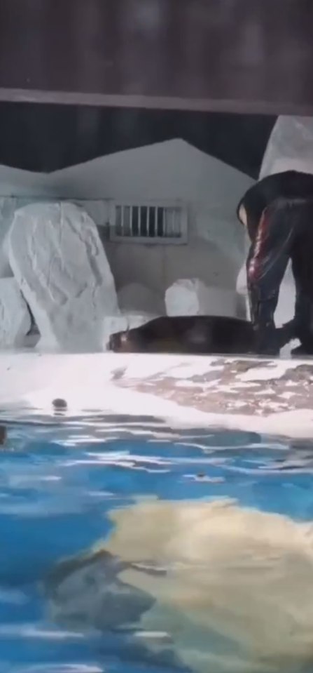  Sun Asia Ocean World confirmed in a statement on 30th December that the spotted seal had died as a result of the accident, despite its handlers efforts