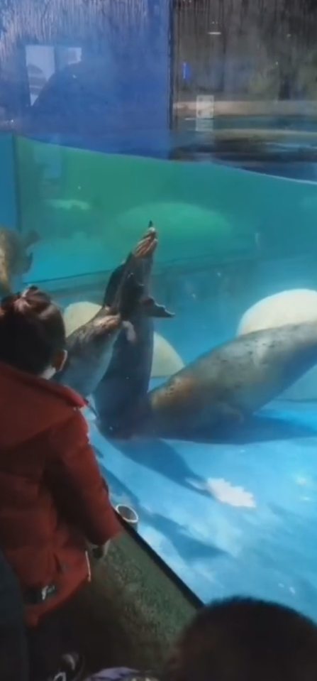  These are the distressing scenes which greeted tourists at an aquarium where a seal died after trapping its head in a drainage hole.