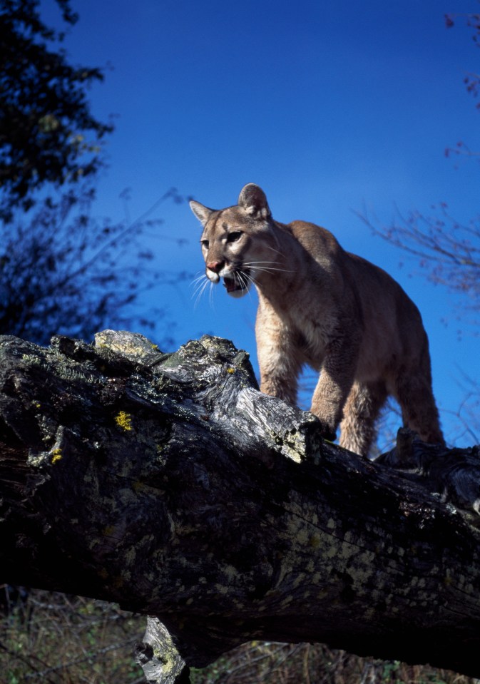  There are between 2,500 and 3,000 mountain lions in Arizona, the state's Game and Fish department says