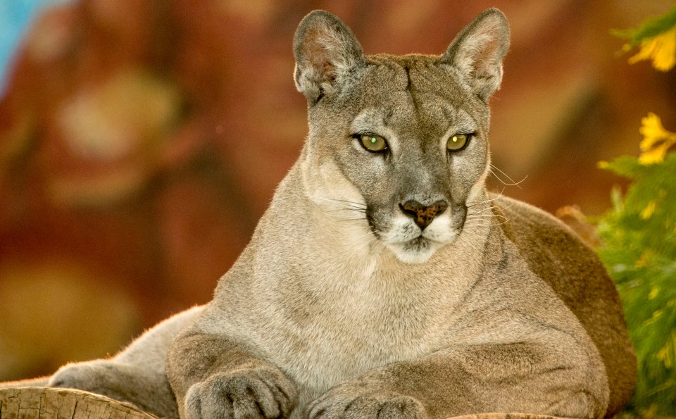  Three mountain lions were killed after police say they found the animals feeding on human remains near a hiking trail