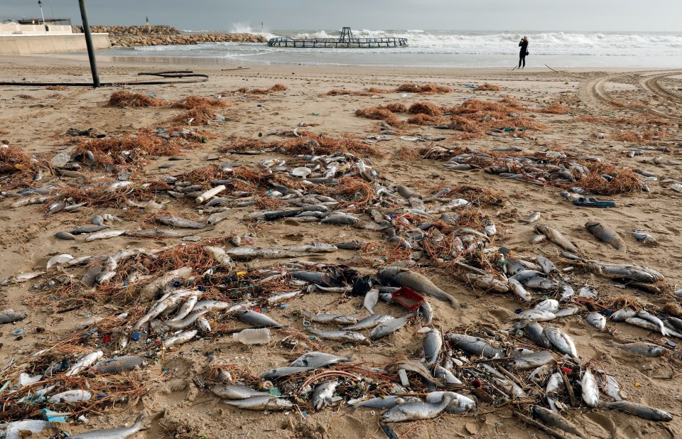  Hundreds of dead fish washed up on El Perello beach, in Valencia