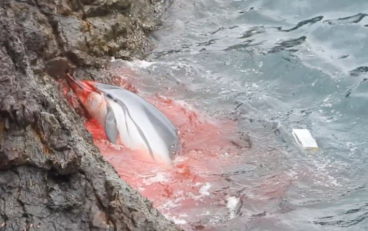  Footage shows the sensitive mammals being herded towards razor sharp rocks by the fishermen