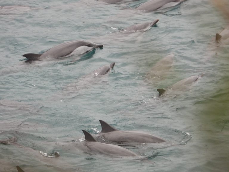  The dolphins are snatched from the wild before being sold to brokers