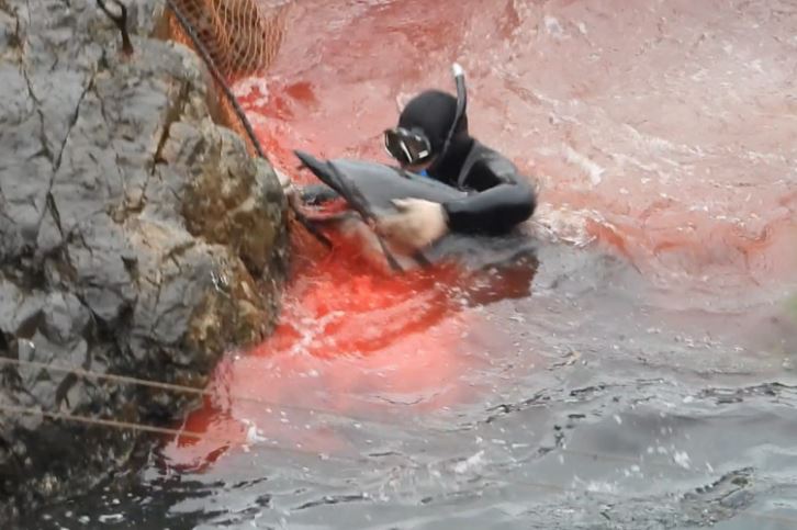  The dolphins are hunted in Taiji, known as Japan's "killing cove"