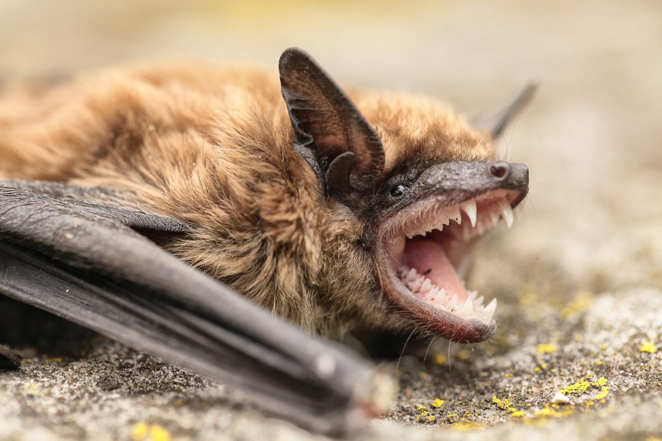 a close up of a bat with its mouth open