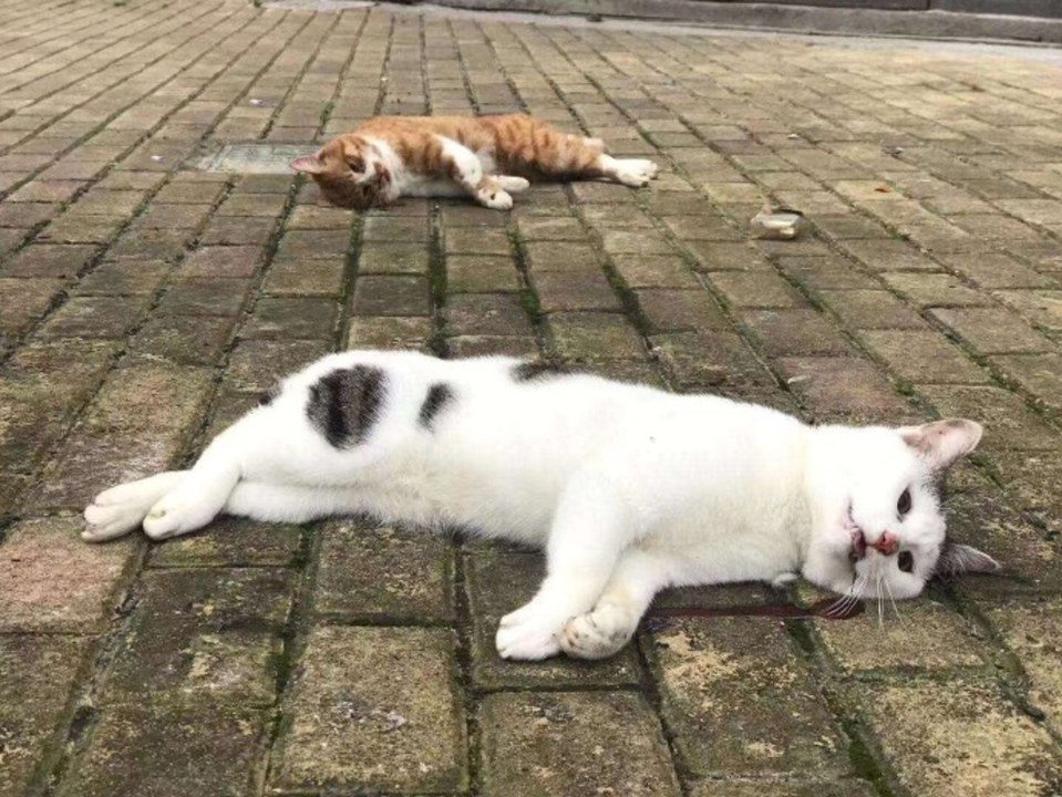  Chilling pictures coming out of China are said to show the bloodied corpses of animals lying in the road