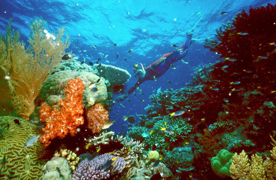  The Great Barrier Reef is home to plenty of colourful wildlife and flora