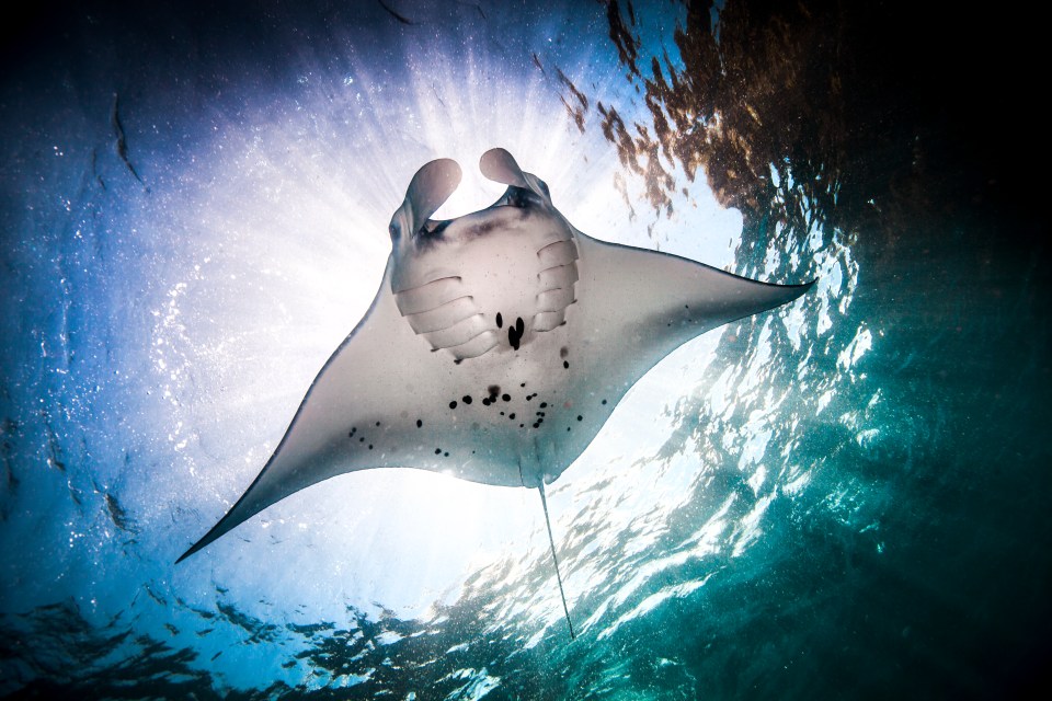  Normally manta rays are coloured whitish-grey