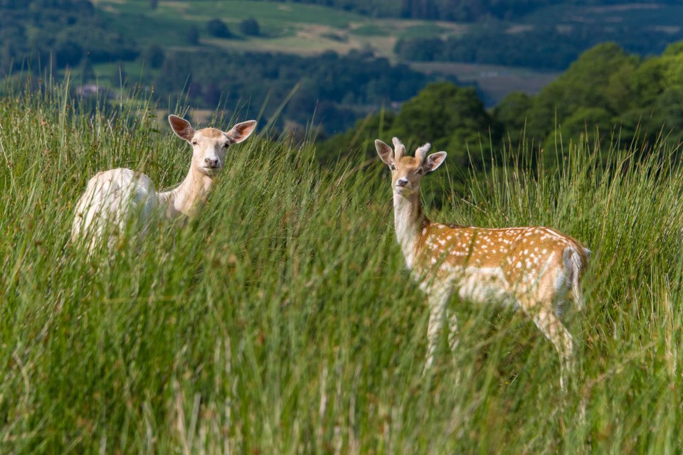  Deer also call the sprawling park home