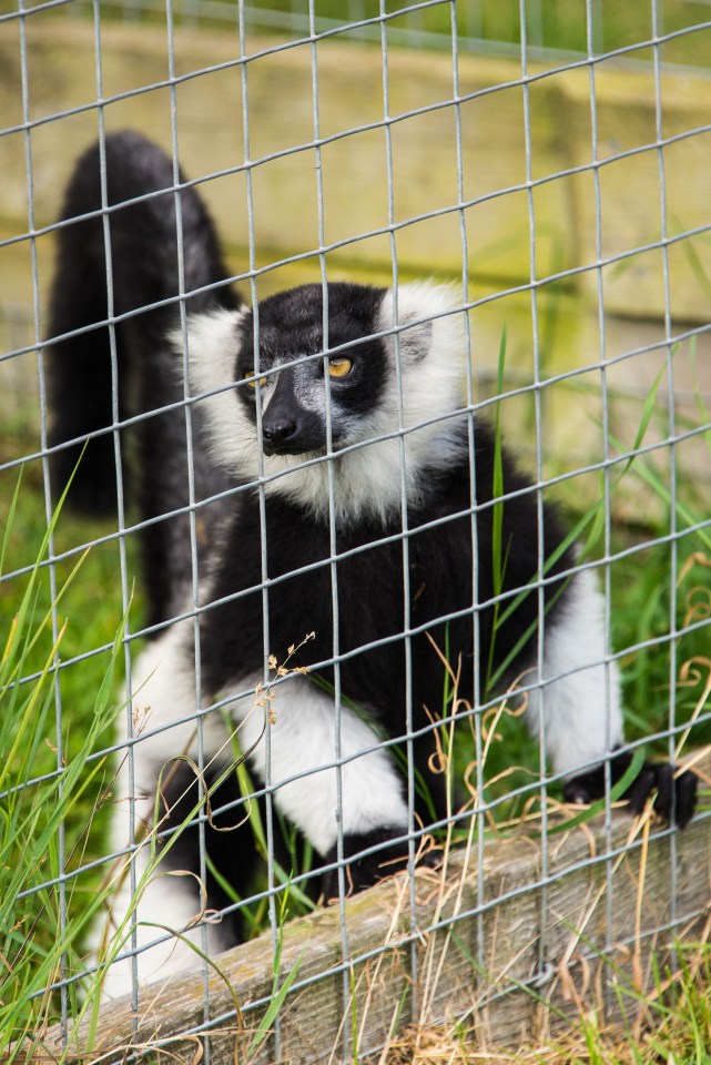  The park is home to lemurs as well as other exotic animals