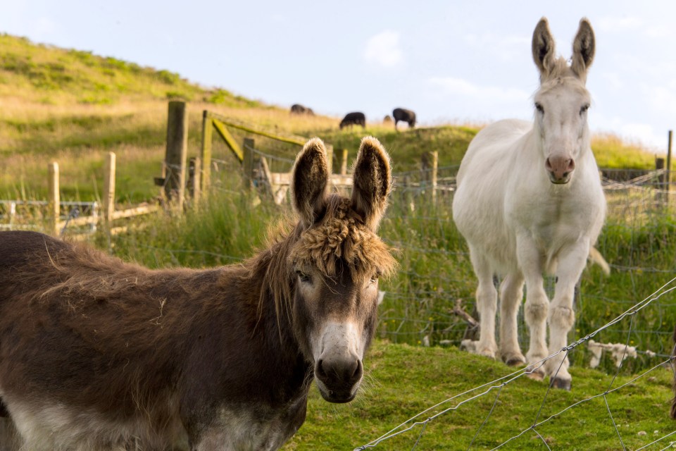  Donkeys and horses live in the animal enclosures