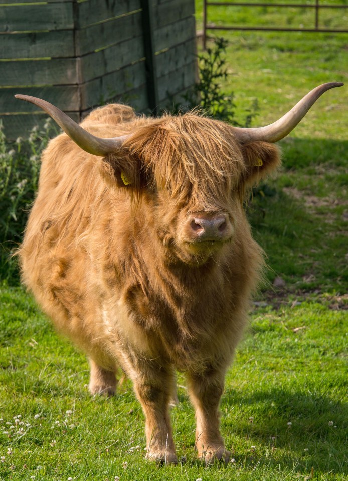  Native Highland cattle live on the grounds