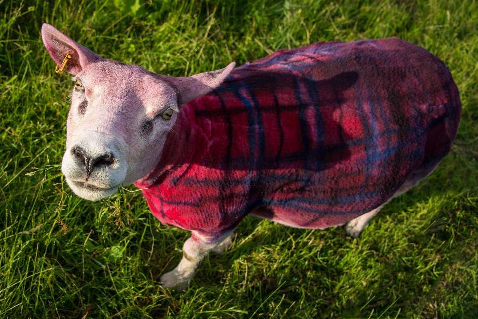  Other Scottish wildlife such as goats can be found there too