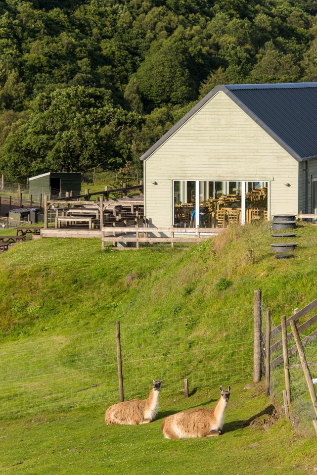  A pair of llamas bask in the sun in their own pen