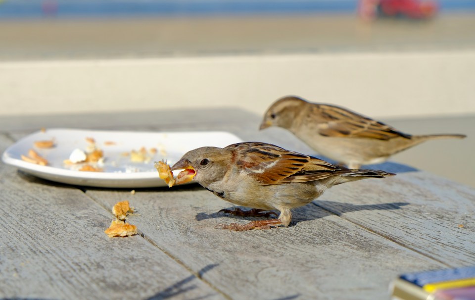  'Urban' diets consisting of discarded junk food are putting birds' lives at risk