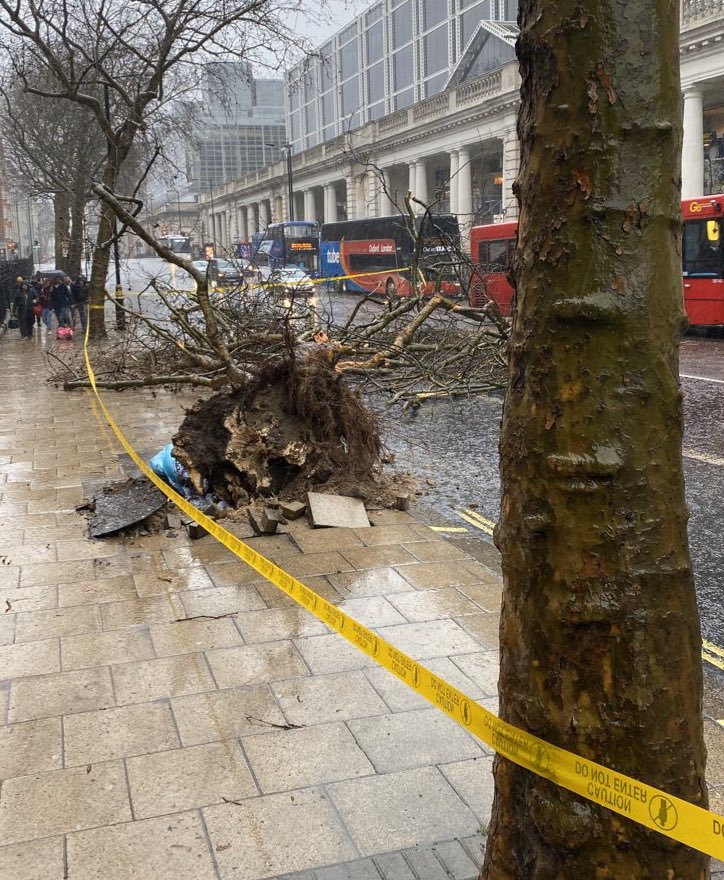 A tree is uprooted near Victoria station in London