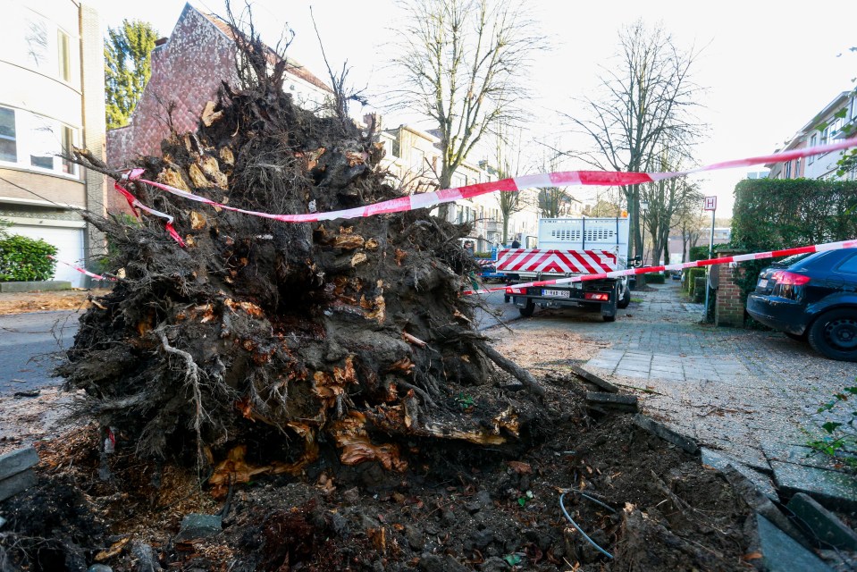  A tree felled by the storm in Brussels, Belgium