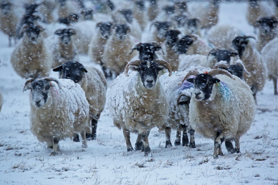  Sheep withstanding the chill as they are snowed on in Scotland today