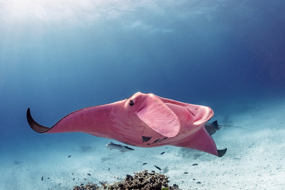  It may be the only pink manta ray in the world